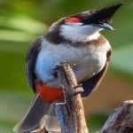 Sample 3 – Red wiskered bulbul