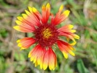 Sample 3 – Blanket flower