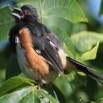 Sample 3 – Eastern towee