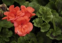 Sample 2 – Geranium
