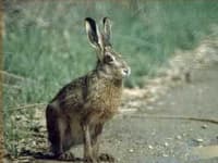 Sample 3 – Hare