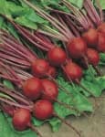 Sample 4 – Beetroot