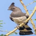 Sample 2 – Go away bird