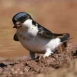Sample 1 – Common house martin