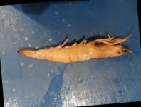 Sample of Shrimp