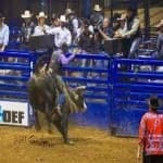 Sample 6 – Bull riding