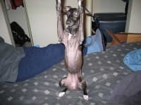 Sample of Italian greyhound