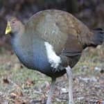 Sample 4 – Tasmanian hen