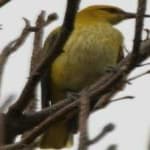 Sample 6 – Eurasian golden oriole