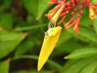 Sample 5 – Sulphur butterfly