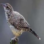 Sample 3 – Cactus wren