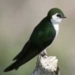 Sample 3 – Violet green swallow