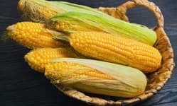 Sample 5 – Sweetcorn