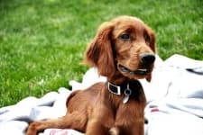 Sample 3 – Irish setter