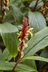 Sample 4 – Cautleya spicata