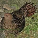 Sample 5 – Mikado pheasant