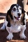 Sample 1 – Basset hound