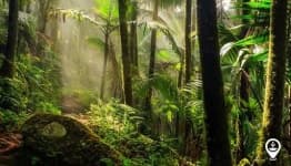 Sample 5 – Tropical forest