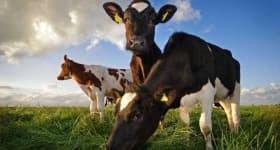 Sample 2 – Cow
