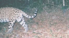 Sample 18 – Jaguar car