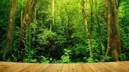 Sample of Tropical forest