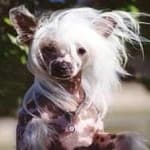 Sample 1 – Chinese crested