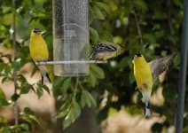 Sample 6 – Goldfinch