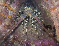 Sample 4 – Spiny lobster