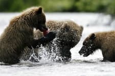 Sample 4 – Brown bear