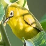 Sample of Malagasy white eye