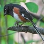 Sample 1 – Eastern towee