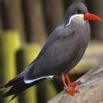 Sample 4 – Inca tern