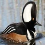 Sample 5 – Hooded merganser