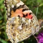 Sample 2 – Painted butterfly