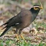 Sample 6 – Myna