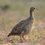 Sample 1 – Black francolin