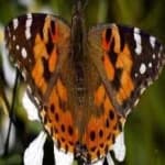 Sample 13 – Painted butterfly