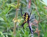 Sample 2 – Black and gold garden spider