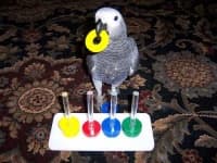 Sample 6 – African grey