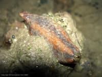 Sample 1 – Sea cucumber