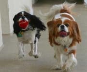 Sample 1 – Blenheim spaniel