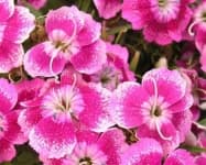 Sample 4 – Sweet william
