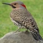 Sample 4 – Northern flicker