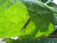 Sample 1 – Centipede
