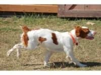 Sample 6 – Brittany spaniel