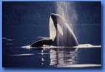 Sample 1 – Killer whale