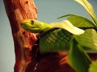 Sample 6 – Green mamba