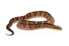 Sample 5 – Snake