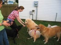 Sample of Great pyrenees