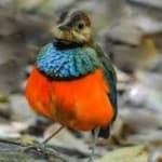 Sample 2 – Red bellied pitta
